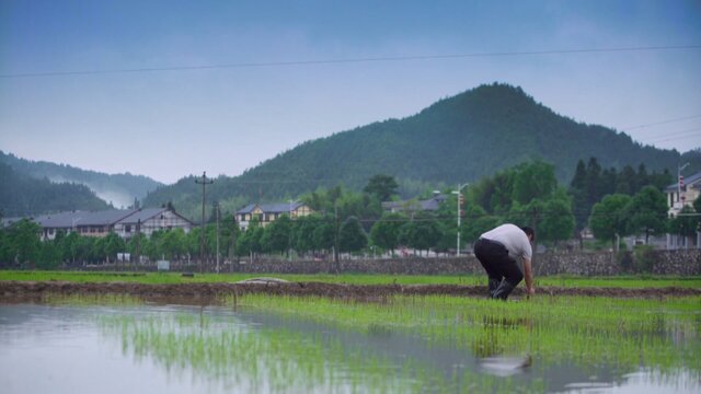 田野芬芳劇照